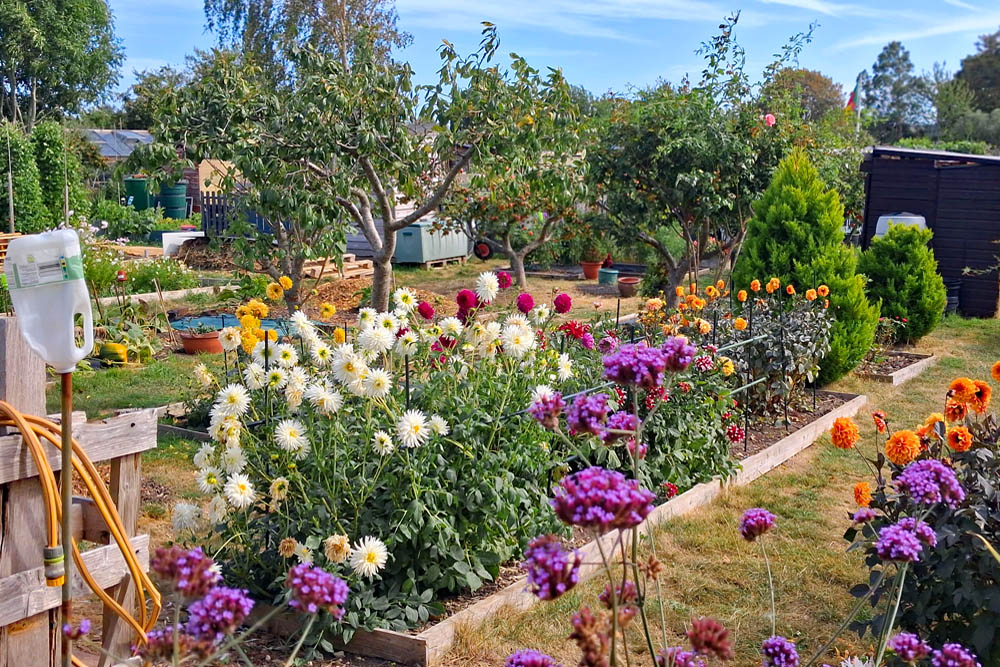 Allotment plot at Eastney Lake Allotments, Milton, Portsmouth