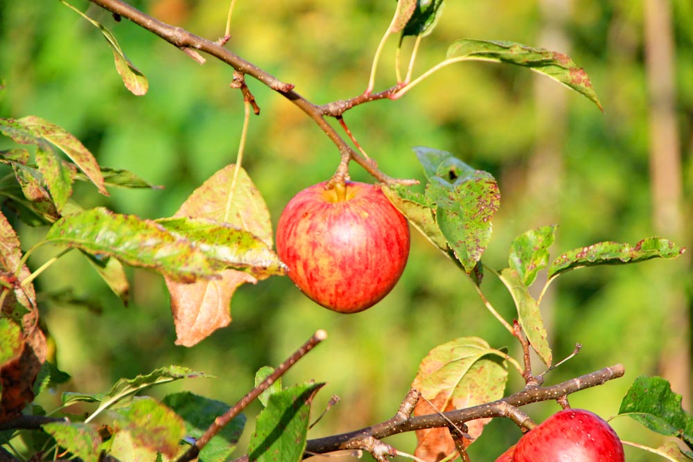 Autumn fruit at Milton allotments.