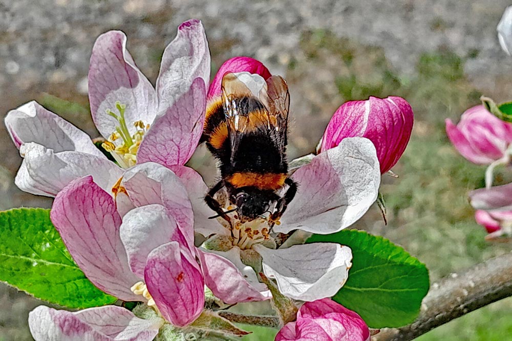 Helen Bodkin, Chair of the Eastney and Milton Allotments Committee.