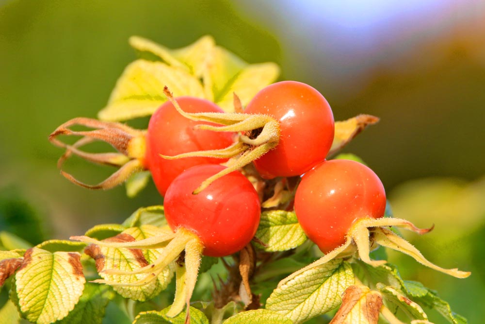 Eastney and Milton Allotment Association