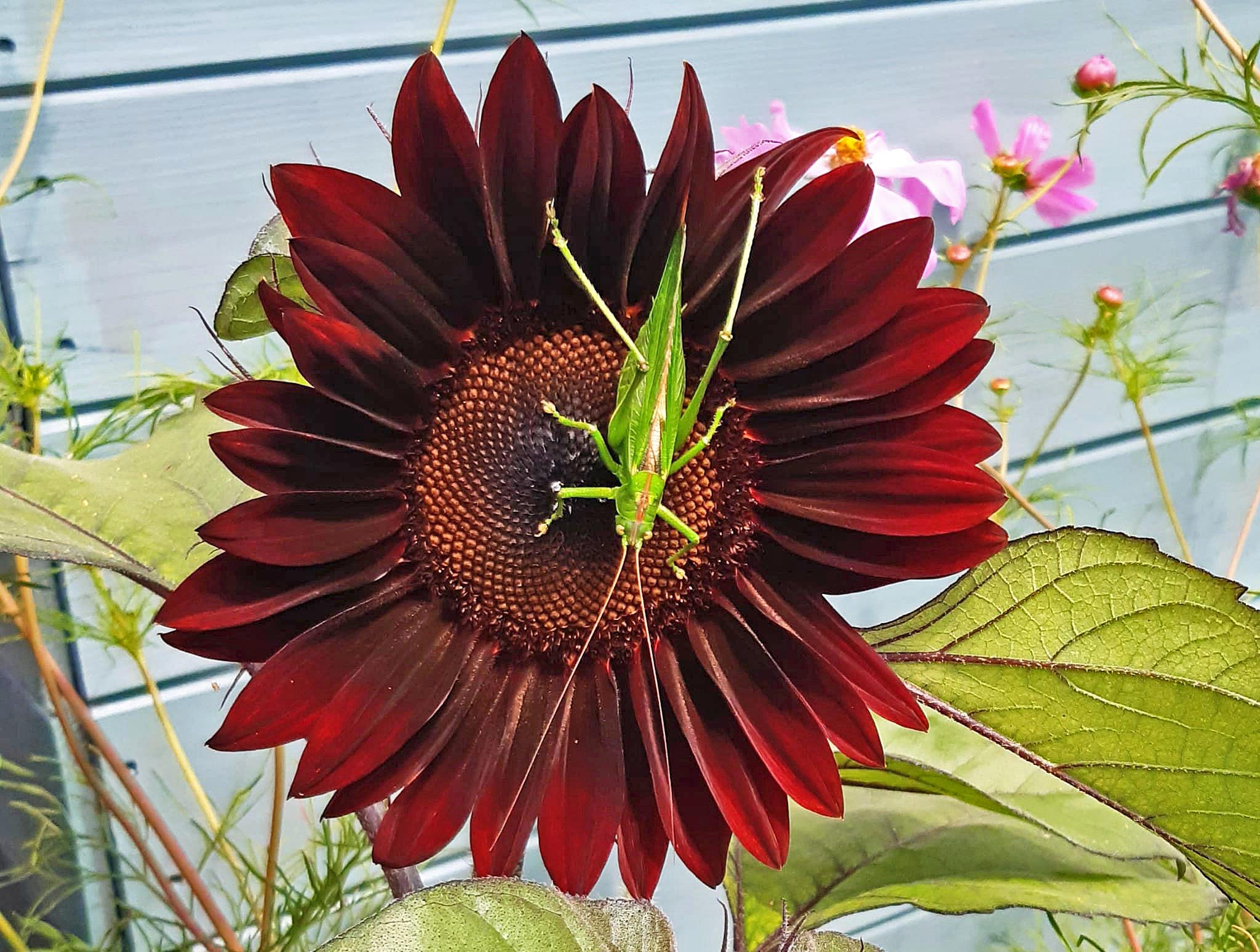Grasshopper sitting on a sunflower at Milton Piece allotment site, Portsmouth.