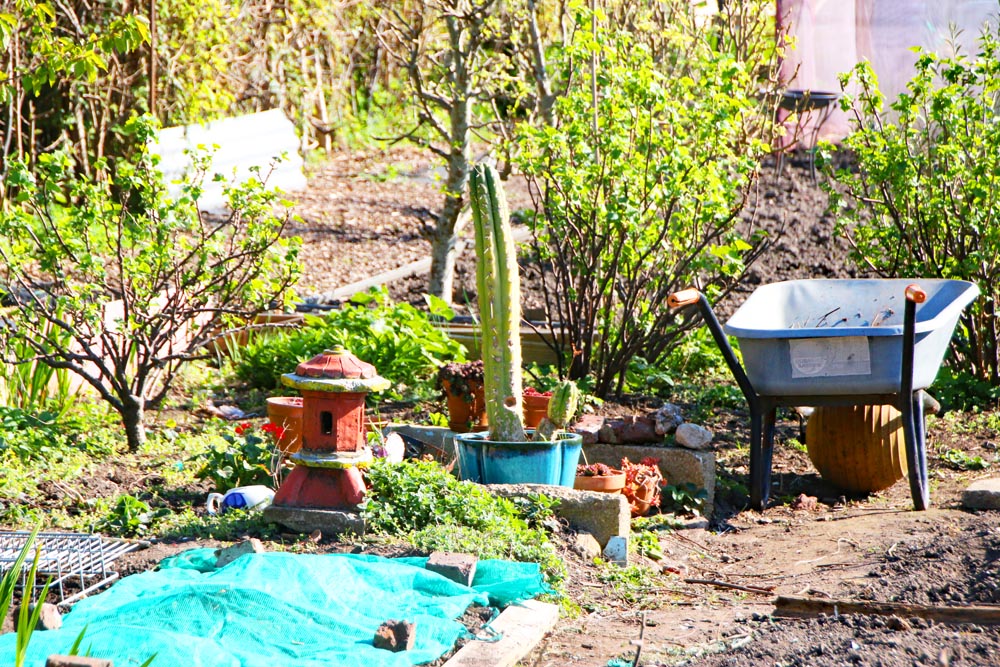 Cactus plant at Eastney Lake allotments in Portsmouth.