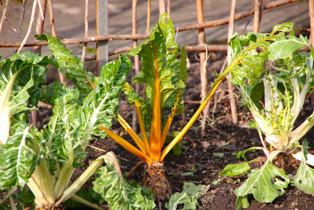 Chard growing at Eastney Lake allotments.
