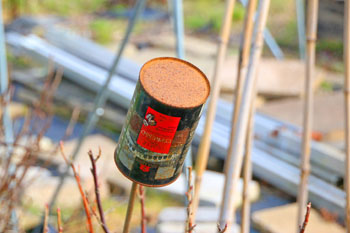 Eastney and Milton Allotments