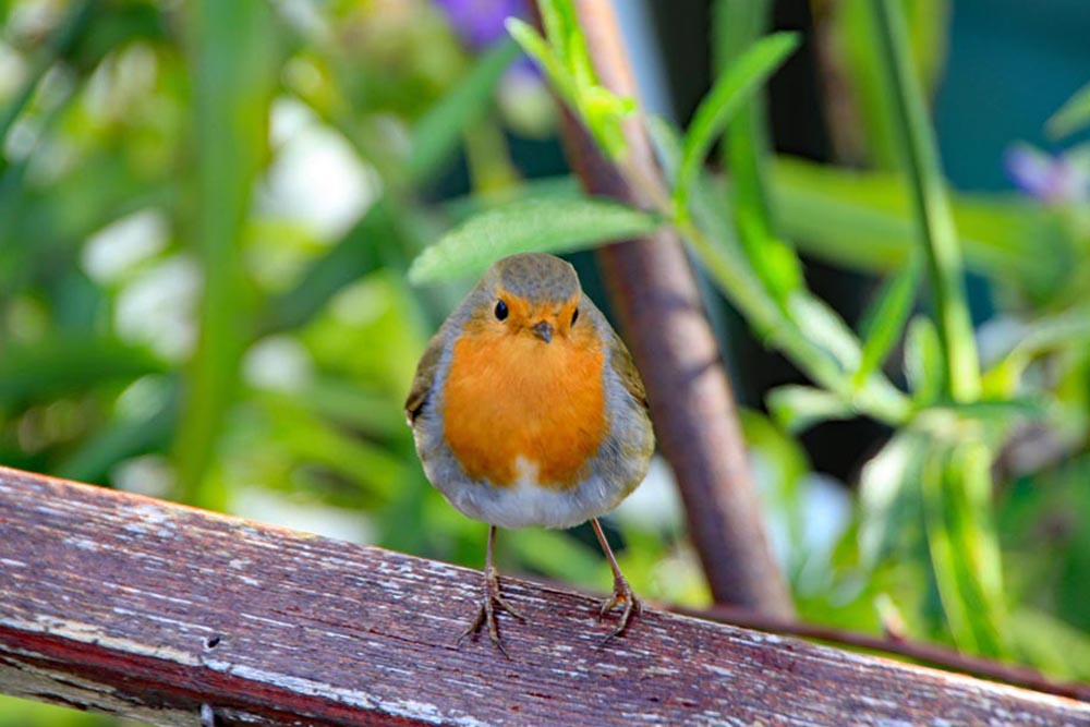 Eastney and Milton Allotment Association