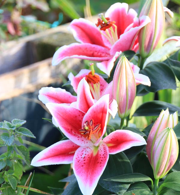 Lilly Bodkin, Treasurer of the Eastney and Milton Allotments Committee.