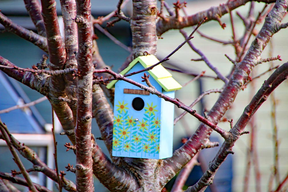 Allotment bird nesting box.