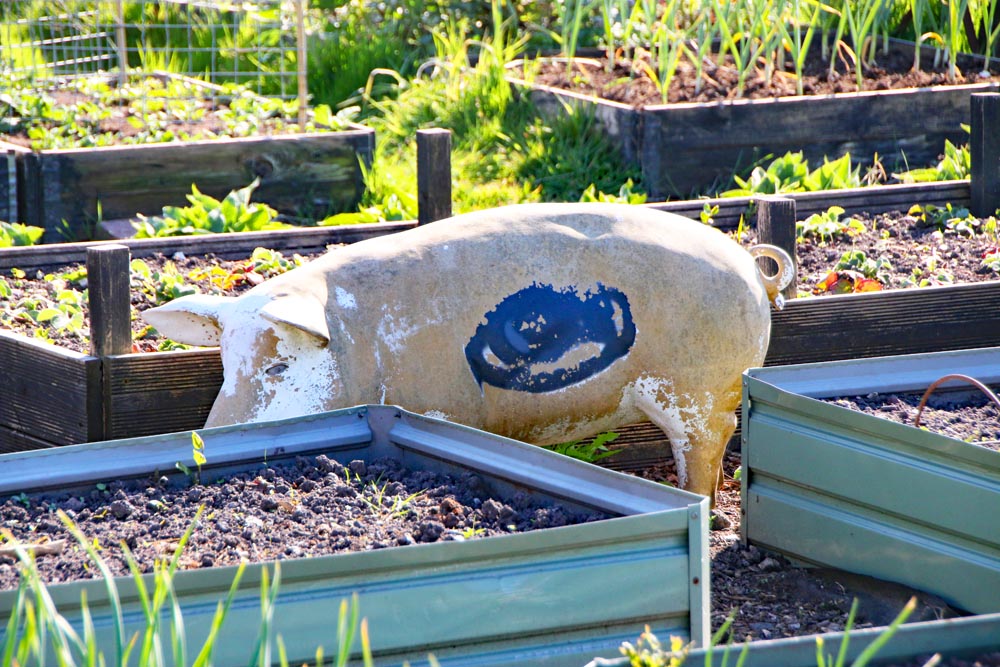 A pig at Eastney Lake allotments, Portsmouth.
