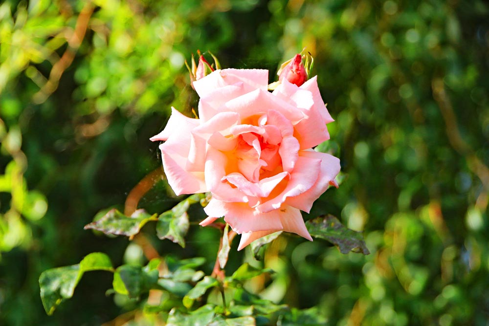 Rose in bloom at Eastney allotments, Portsmouth.