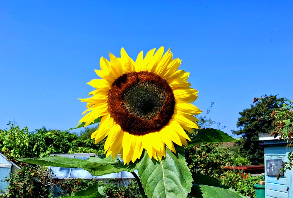 Beautiful Sunflower at Eastney and Milton Allotments in Portsmouth
