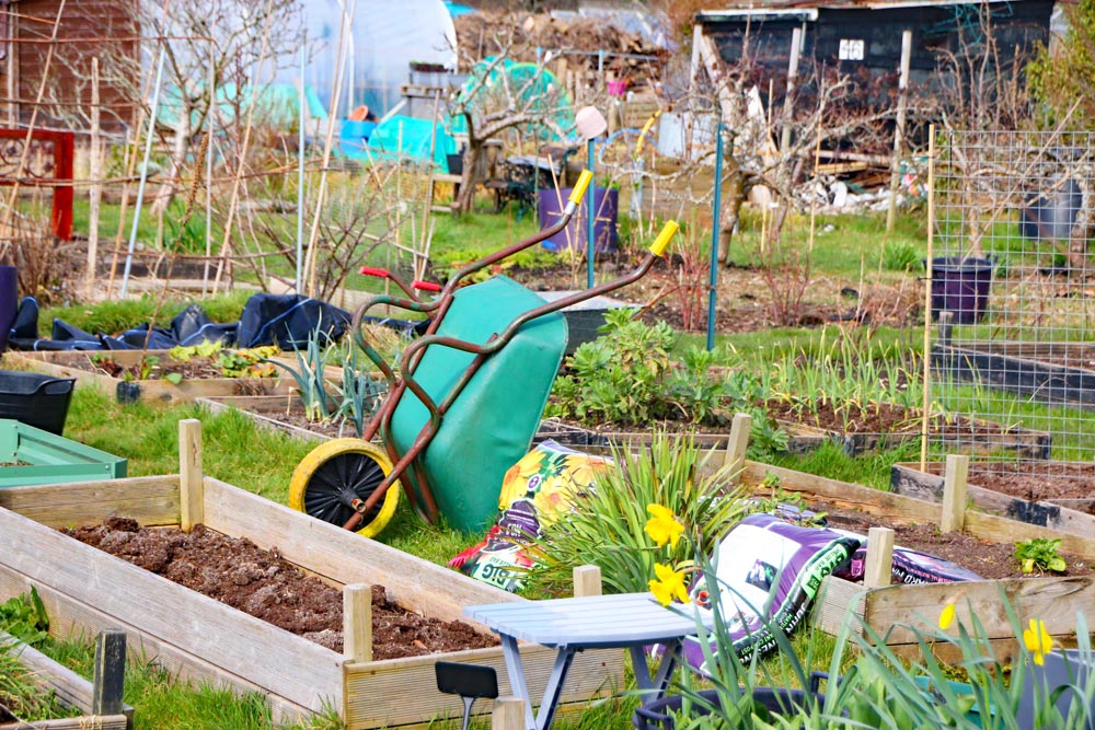 Wheelbarrow at Eastney Lake allotments.